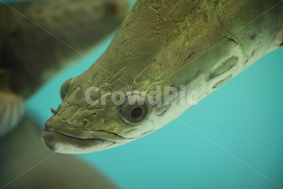 피라루크,물고기,민물고기,동물,pirarucu,열대어,tropicalfish,동물,animal,어류,물고기,fish