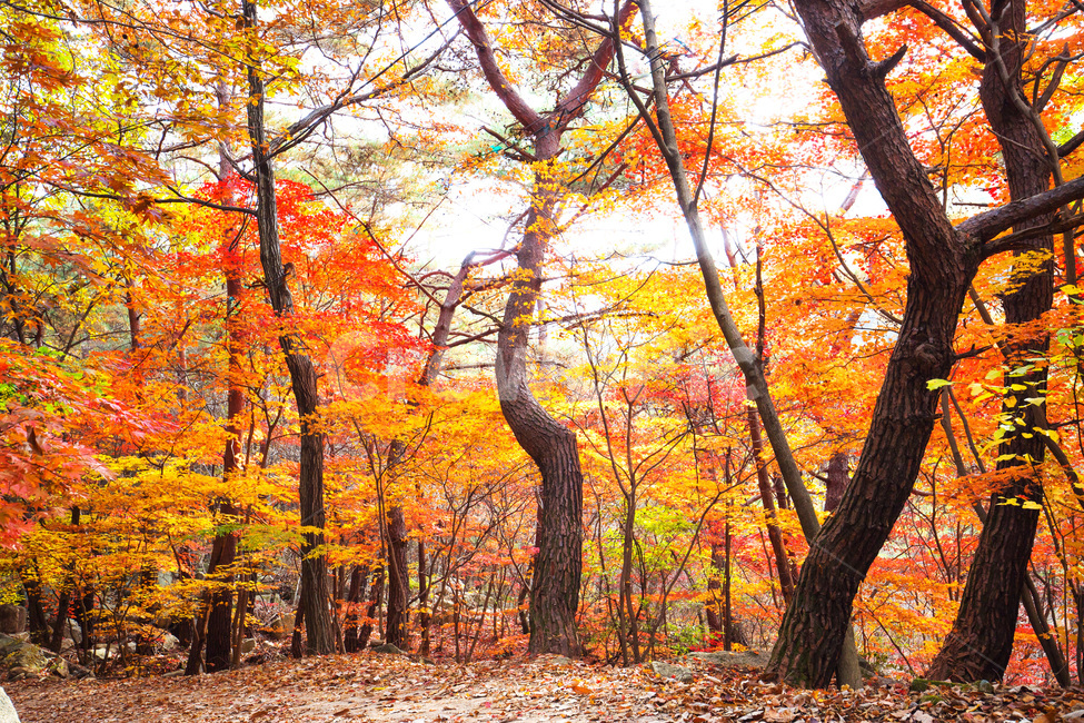 단풍,쌍곡계곡,가을,추색,낙엽,나무,가을,계절,fall,autumn,season,자연,풍경,nature,landscape