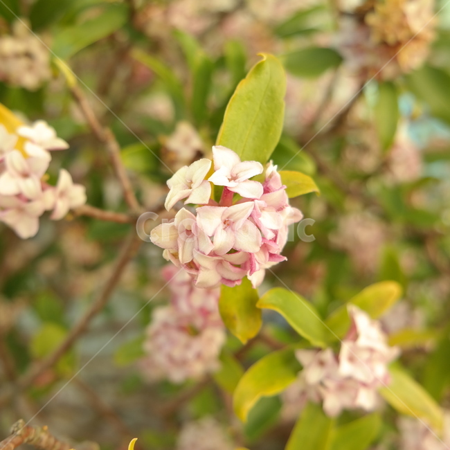 꽃,분홍꽃,향기좋은꽃,flower,pinkflower,pink,plant,식물