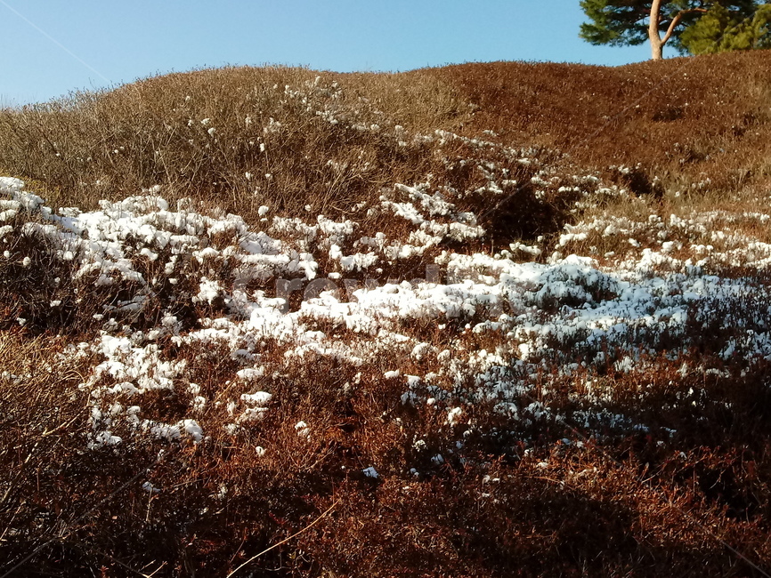 겨울,눈,자연,식물,경치,snow