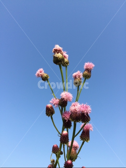 지칭개,들꽃,야생화,한국꽃,자연,plant,식물,자생화,꽃,봄꽃,입춘