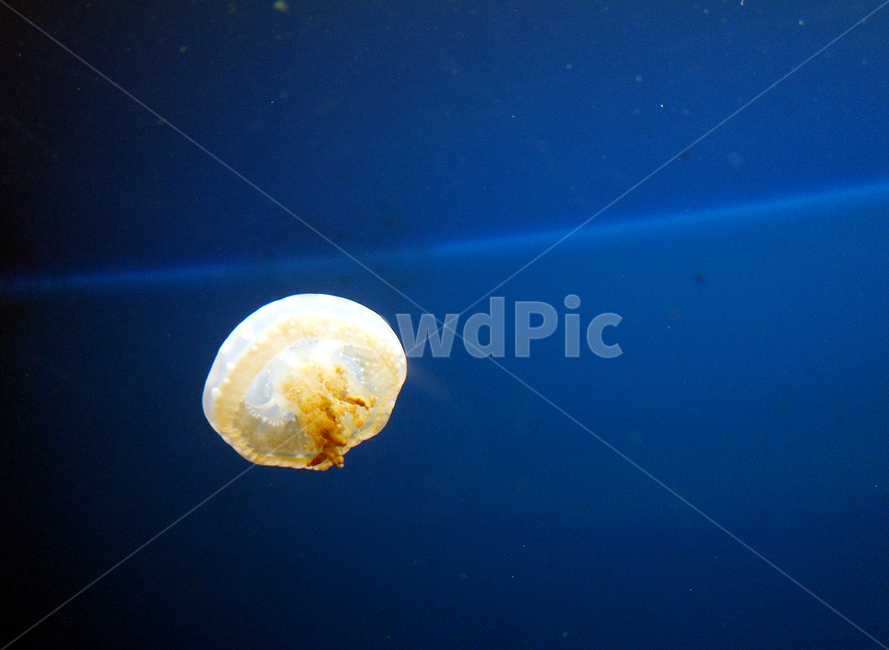 jellyfish,해파리,아쿠아리움,바다생물,달,moon