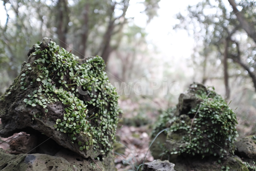 plant,식물,vegetation,초목,forest