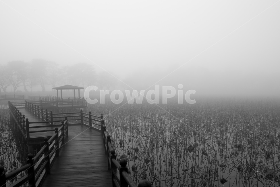 안개,강주연못,연못,가을,시들다,자연,풍경,nature,landscape,흑백,모노톤,monochrome,black and white,water,물,waterfront,워터 프론트,pier,교각,port,포트,weather,날씨