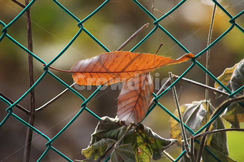 철조망,낙엽,가을,단풍,fallenleaves,가을,계절,fall,autumn,season,식물,자연,plants,nature,leaf,잎,plant,veins,정맥