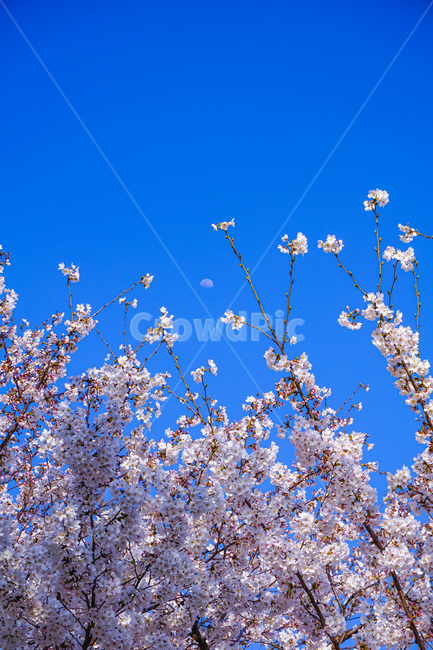 벚꽃,꽃,하늘,cherryblossom,blossom,flower,sky,plant,식물,풍경,나무,봄,spring