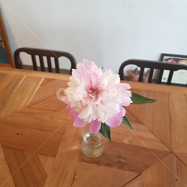 꽃,플라워,작약,새알꽃,flowers