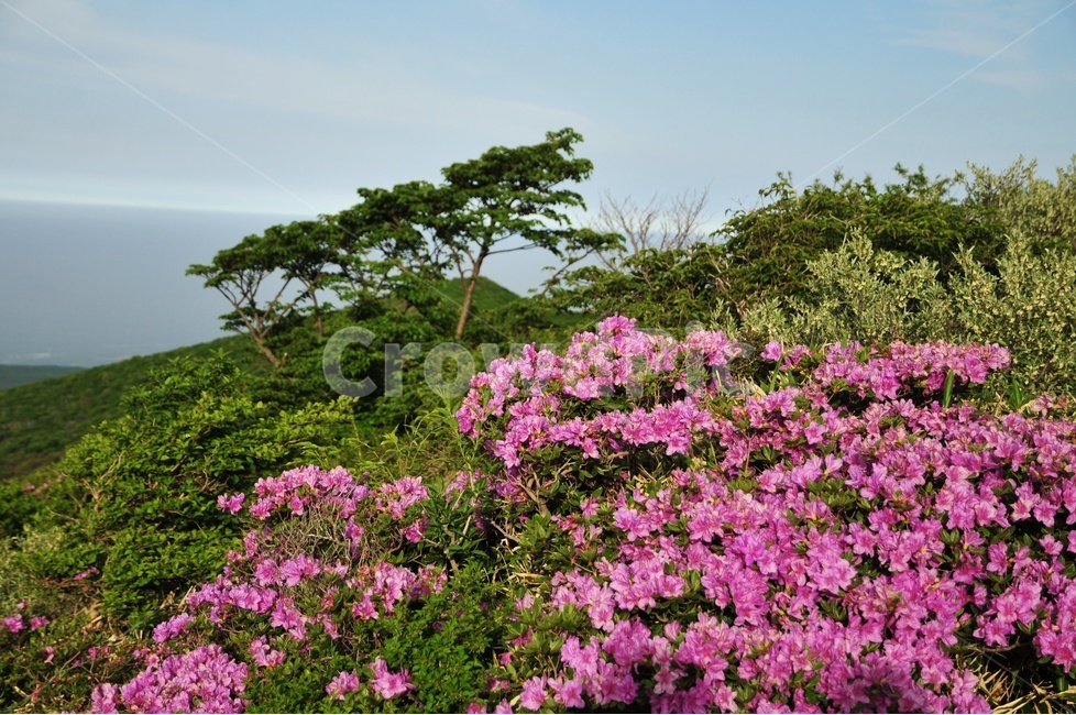 제주도,한라산,영실코스,진달래,오름,봄,봄,계절,spring,season,자연,풍경,nature,landscape,식물,plants,꽃,flower,plant,blossom,geranium,제라늄,outdoors,옥외