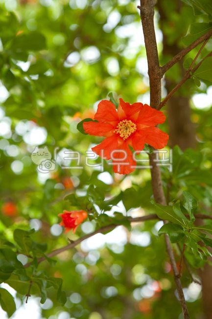 석류나무,여름,석류꽃,탐스러운,화사한,주황색꽃