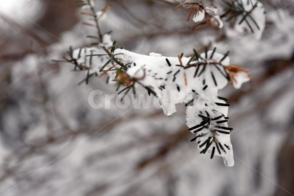 겨울,풍경,한라산,눈,겨울산,눈꽃,제주도,상고대,나무,서리,겨울,계절,winter,season,식물,자연,plants,nature