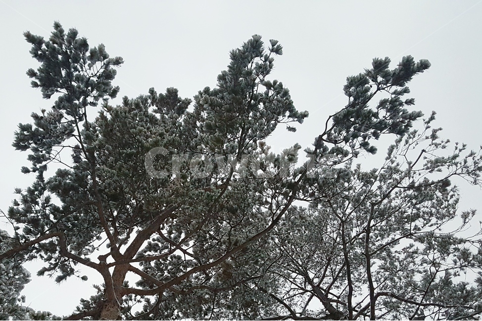 나무,자연,눈,겨울,풍경,고요,소나무,식물,자연,plants,nature,나무,trees,wood
