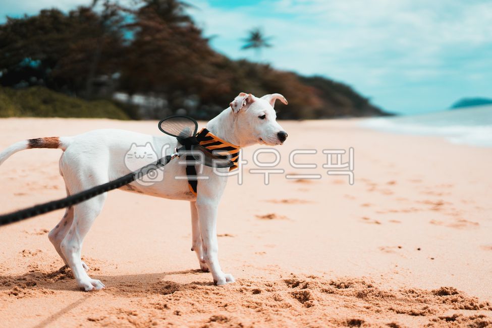 coastline,nature,water,sea,Pets,Beach,ocean,outdoors,puppy,mammal,shoreline,animal,pet dog,dog,mammalia,pet