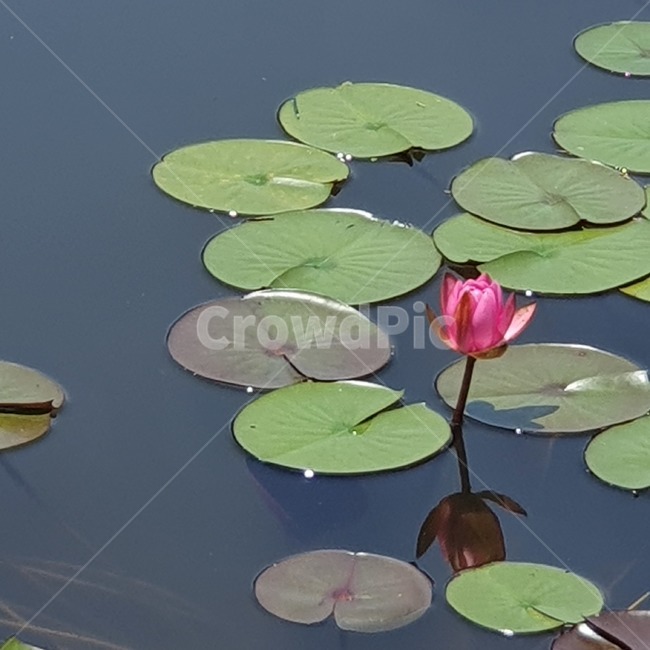 연꽃,연잎,호수,핑크연꽃,호수연꽃,식물,lotus,alotusleaf,lake,flower,plants,pink