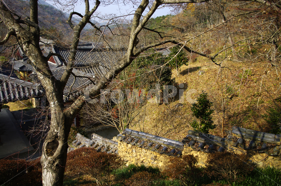 전각,기와지붕,전통건축,나무,겨울,자연,풍경,nature,landscape,한국자연풍경,한국자연경관,korea nature landscape,plant,식물,tree