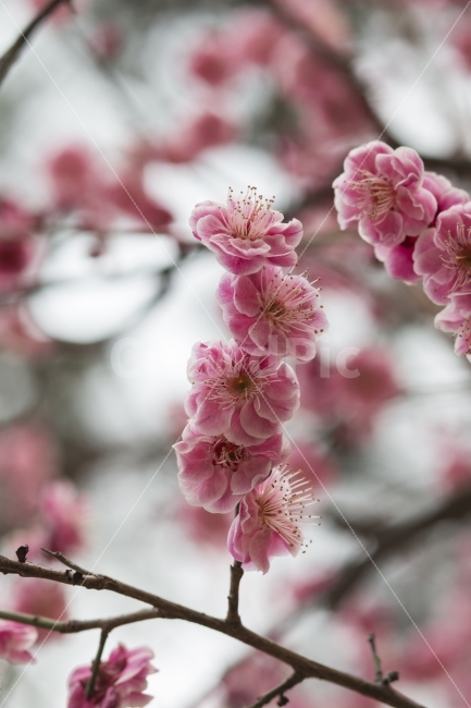 홍매화,봄,꽃,자연,봄꽃,식물,자연,plants,nature,봄,계절,spring,season,꽃,flower,plant,blossom