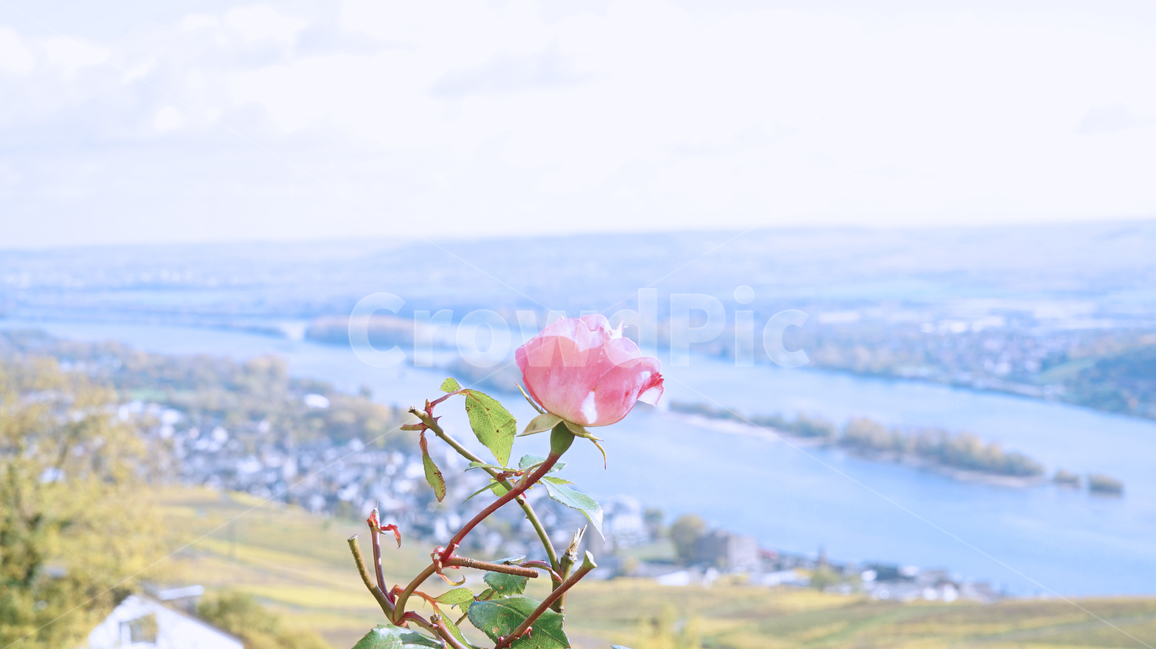 장미,꽃,풍경,감성,감정,봄,독일,뤼데스하임,유럽,서양,식물,자연,plants,nature,꽃,flower,감성,sensible,feeling,색깔,색상,색채,색감,color sense,color sensitivity,feeling of color