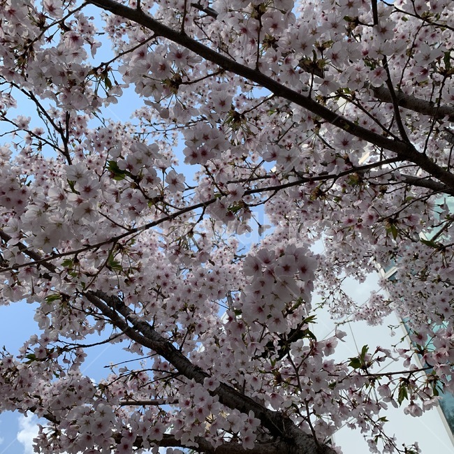 봄,벚꽃,나들이,산책,하늘,구름,색감,기분,분홍,나뭇가지,산들산들