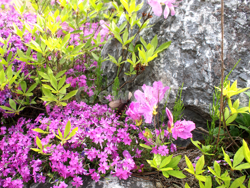 blossom,꽃,flower,plant,식물,진달래,철쭉,봄꽃,봄,azalea,spring,springflowers