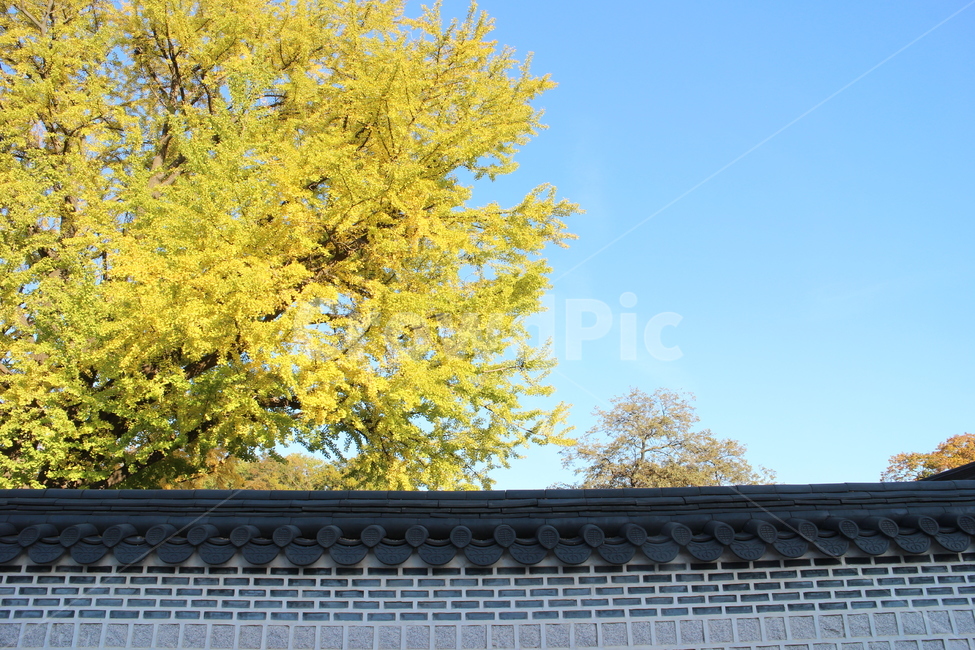 가을,은행나무,은행잎,창덕궁,돌담길,koreanlandscape
