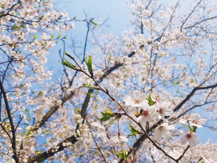 벚꽃,cherryblossom,봄꽃,봄하늘,벚꽃하늘,봄,하늘,꽃,벚나무,봄,계절,spring,season,식물,자연,plants,nature,꽃,flower,plant,blossom