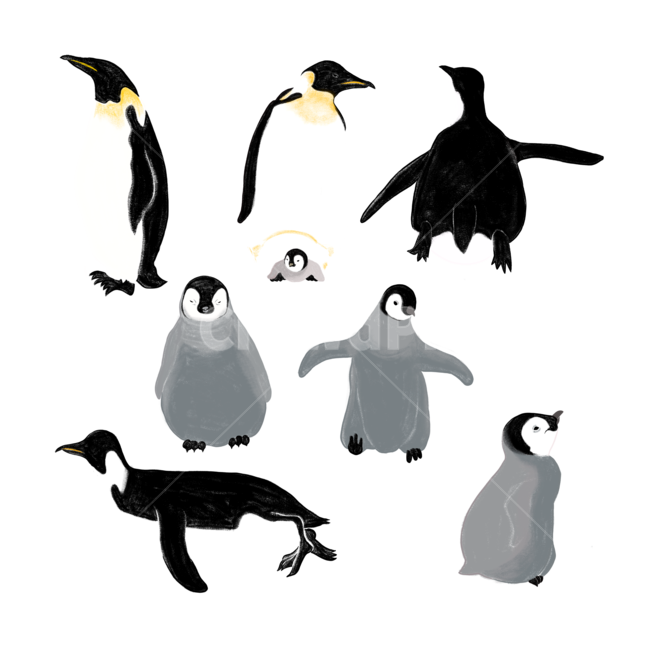 펭귄,펭귄일러스트,illustration,penguinillustration,aniamalillustration,animal,그래픽,일러스트레이션,graphic,illustration