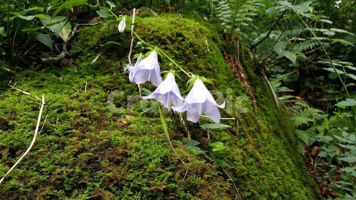 식물,꽃,야생화,자연,숲,식물,자연,plants,nature,꽃,flower