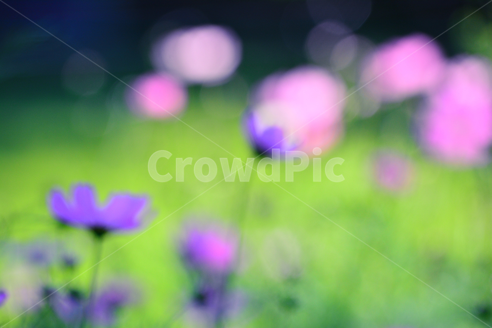코스모스,보케,감성,분위기,가을꽃,꽃,가을분위기,cosmos,flowers,autumn,fall,빛,투명한,핑크색,pink,두송이,가을느낌,계절,시즌,9월,10월,원형,bokeh,빛망울,feeling,emotion,sensible,느낌,필,season,블러,효과,이펙트,아웃포커스,배경흐림,몽환적,아련한,흐릿한,가을,계절,fall,autumn,season,식물,자연,plants,nature,꽃,flower,blossom,geranium,제라늄,plant