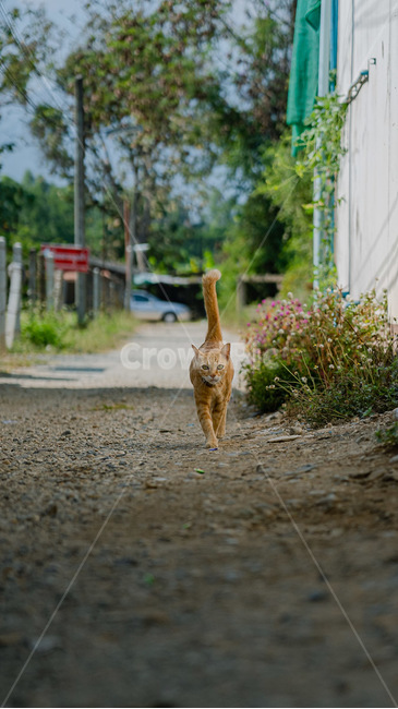 cat,고양이,동네,동물,포유류