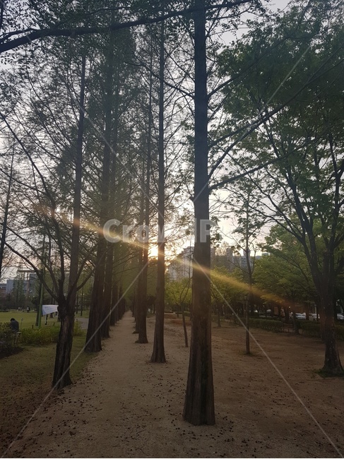 공원,메타세콰이어길,호산공원,산책로,공원산책로,대구호산공원,대구메타세콰이어길,예쁜공원,자연,나무,공원풍경