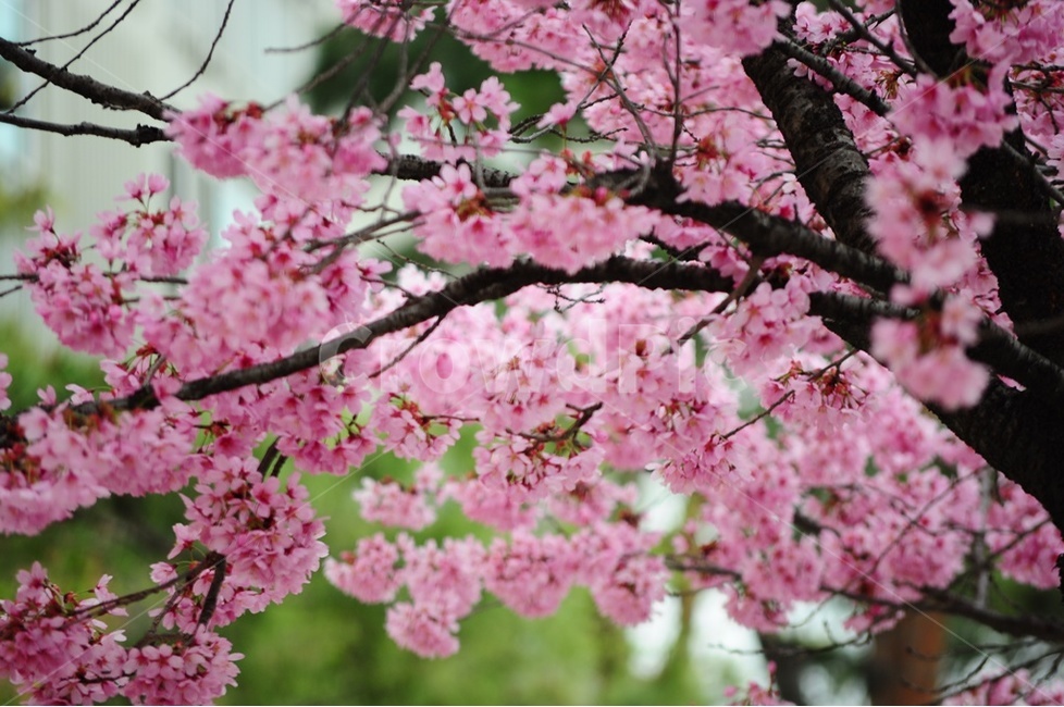 윤중로,풍경,붉은벚꽃,겹벚꽃,벚꽃,봄,계절,spring,season,식물,자연,plants,nature,꽃,flower,plant,blossom,cherry blossom