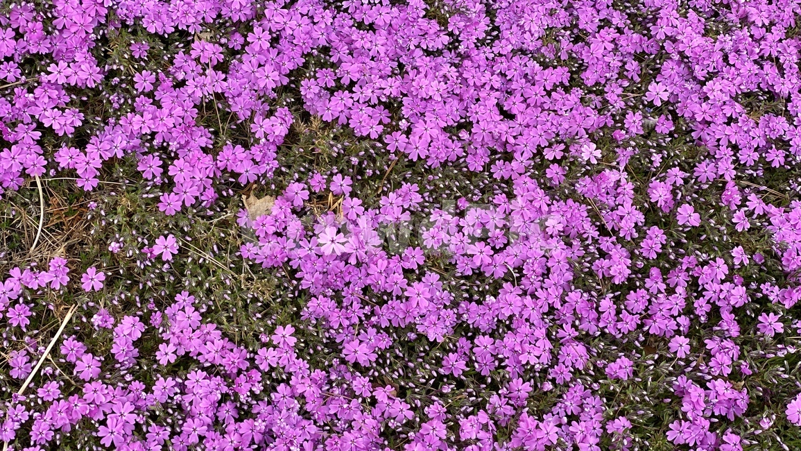 blossom,geranium,제라늄,꽃,flower,plant,식물,purple,보라색,보라,분홍,pink,blooming,잔디,정원,마당,봄,spring,자연,nature