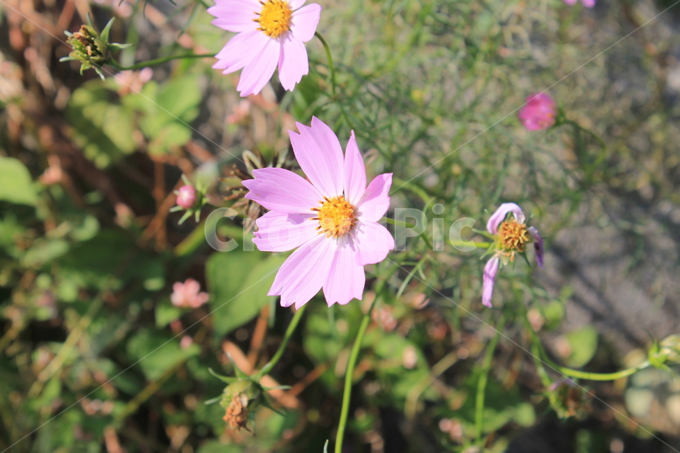 코스모스,가을,만개,cosmos,autumn,fall,blossom,plant,식물,꽃,flower,flowers,식물,자연,plants,nature,꽃,flower