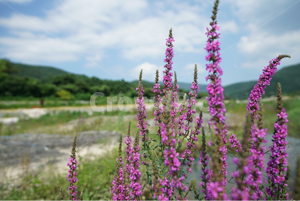 꽃,식물,보라색,맑음,날씨,식물,자연,plants,nature,꽃,flower