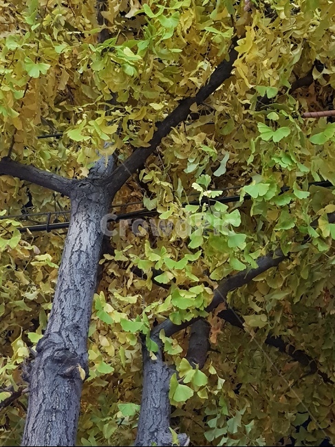 은행나무,트리,tree,나무줄기,plant,식물,treetrunk,나무