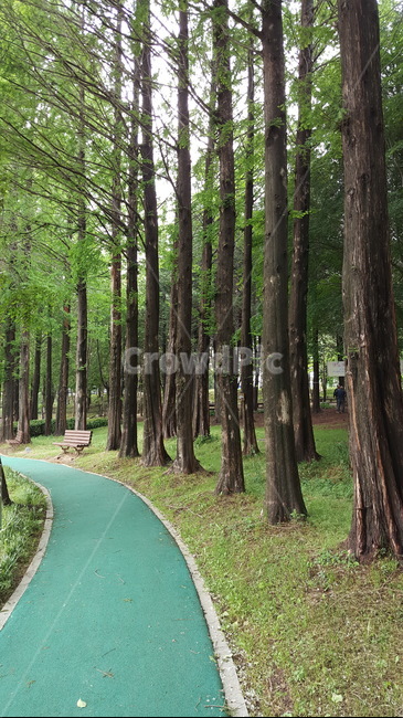 공원,나무,휴식,자연,키큰나무,김제생활체육공원,시민공원,park,trees,healing,nature,조깅,jogging,러닝,running