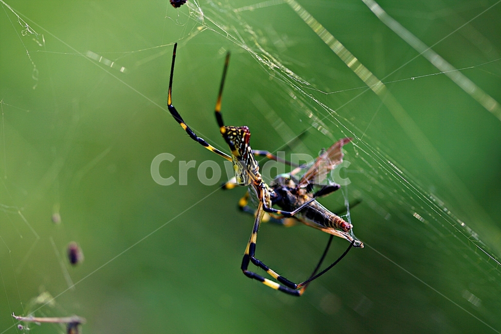거미,거미줄,곤충,배경,계절,동물,animal,곤충,벌레,insect,bug