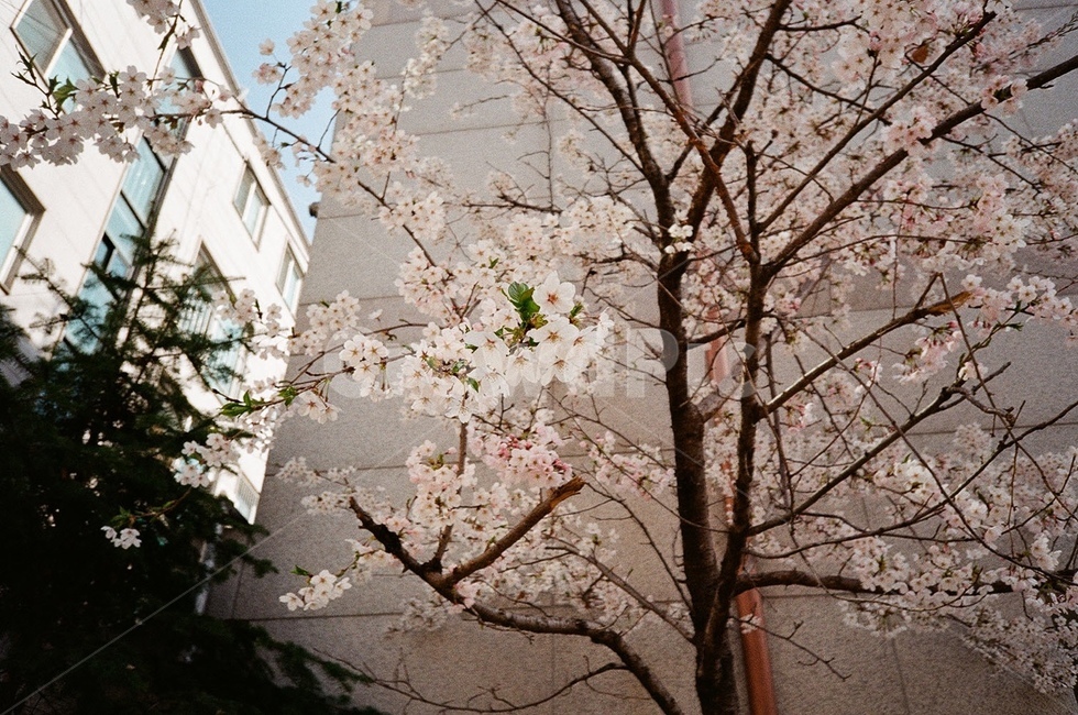 벚꽃,봄,spring,사계절,분홍