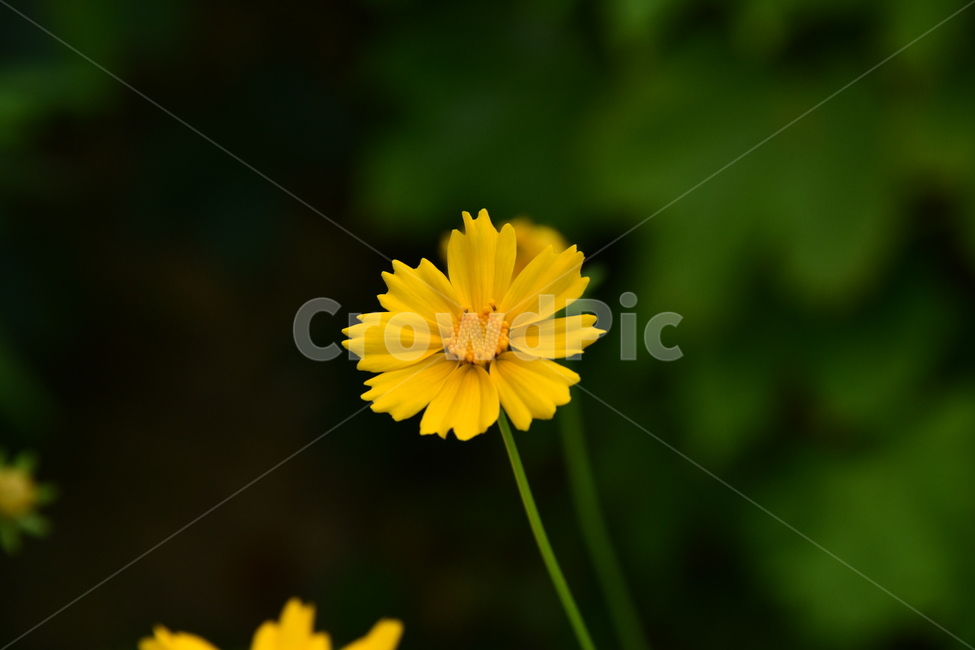 꽃,flower,자연,식물,색상,색깔,감성