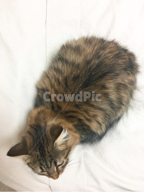 cat,고양이,동물,kitten,포유류,고양이새끼,animal,동물,animal,포유류,mammal,고양이,cat,kitten,kitty