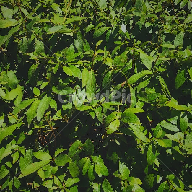 풀,초록,청량,잎,자연