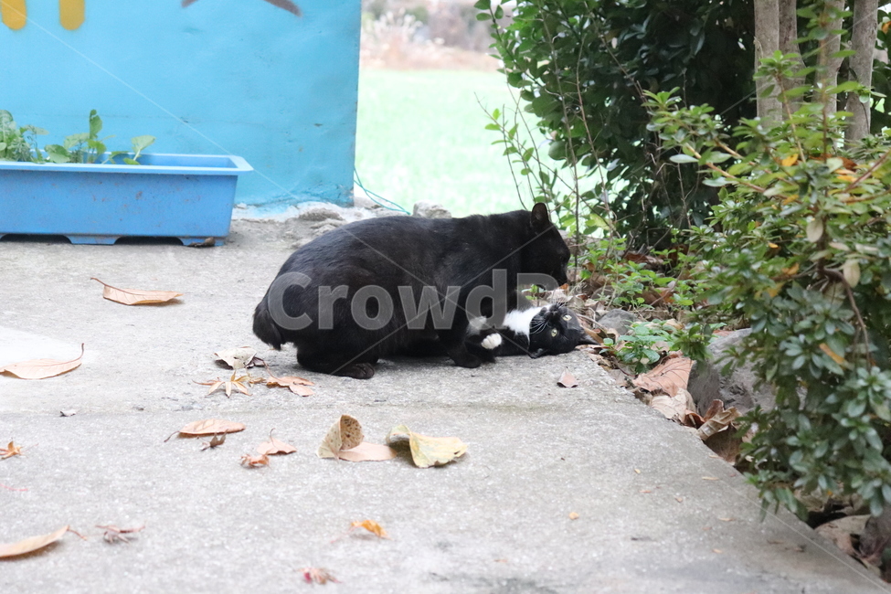 cat,고양이,길고양이,길냥이,집냥이,마당냥이,동물,animal,까만고양이,까미,턱시도,동물,animal,포유류,mammal,고양이,cat,kitten,kitty