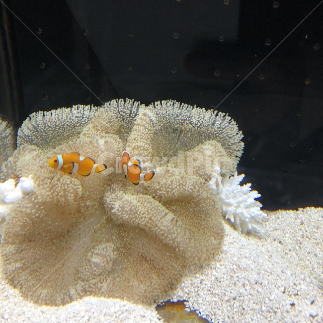 동물,아쿠아리움,수족관,물고기,니모,동물,animal,어류,물고기,fish