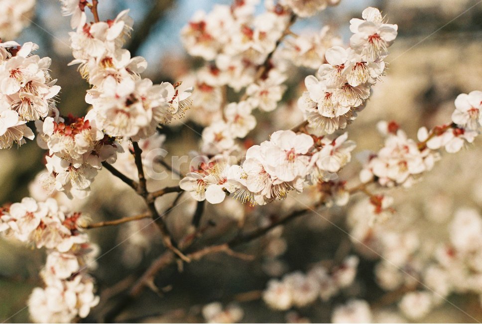 봄,벚꽃,나무,spring,cherryblossom,fm2,봄,계절,spring,season,식물,자연,plants,nature,꽃,flower,plant,cherry blossom,blossom