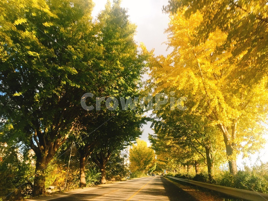 은행나무,가을,노랑,은행,은행나무길,가을길,자연,풍경,nature,landscape,tree,나무,plant,식물,asphalt,아스팔트,road,도로