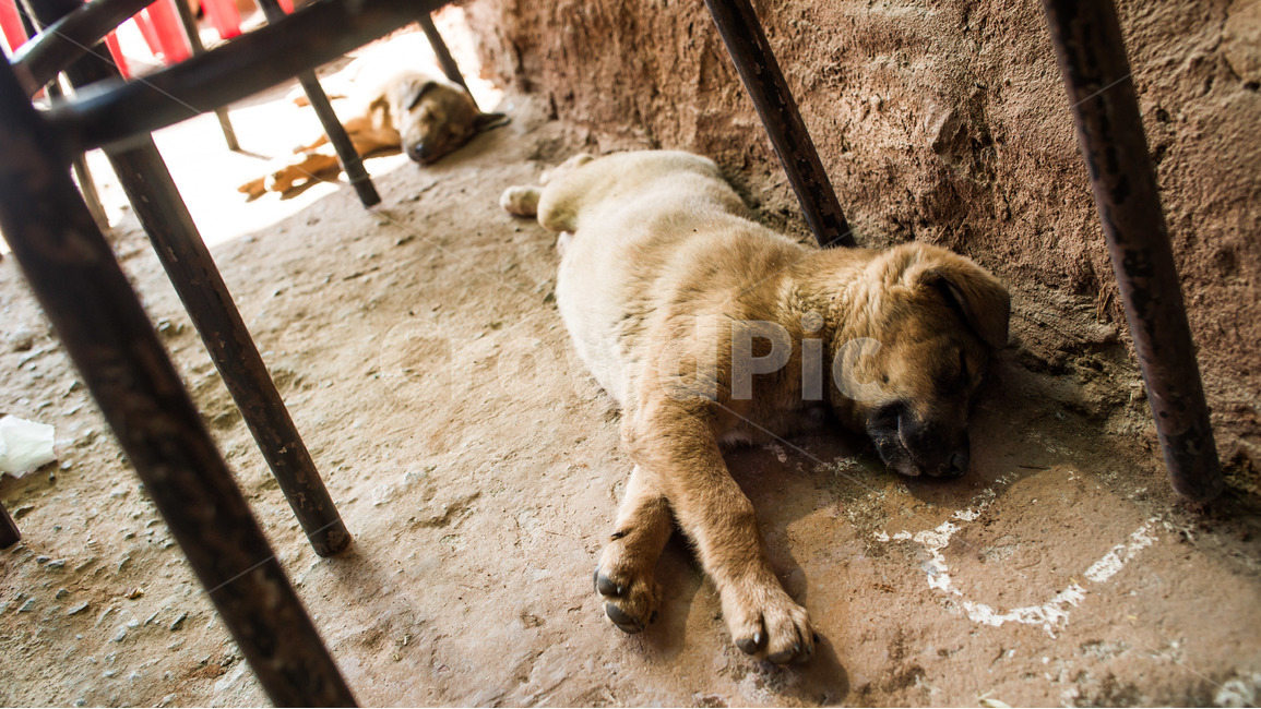 강아지,개,수면,숙면,그늘,햇살,귀여움,동물,animal,포유류,mammal,개,강아지,dog,doggy