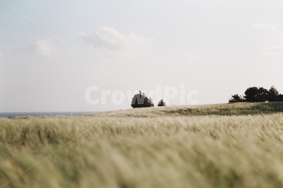 청보리밭,제주도,서귀포,풍경,초원,자연,풍경,nature,landscape,field,들,outdoors,옥외,grassland,목초지
