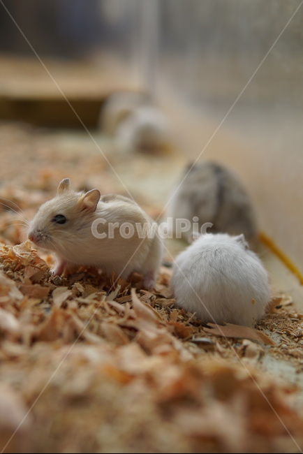 mouse,hamster,animal,cute,pet