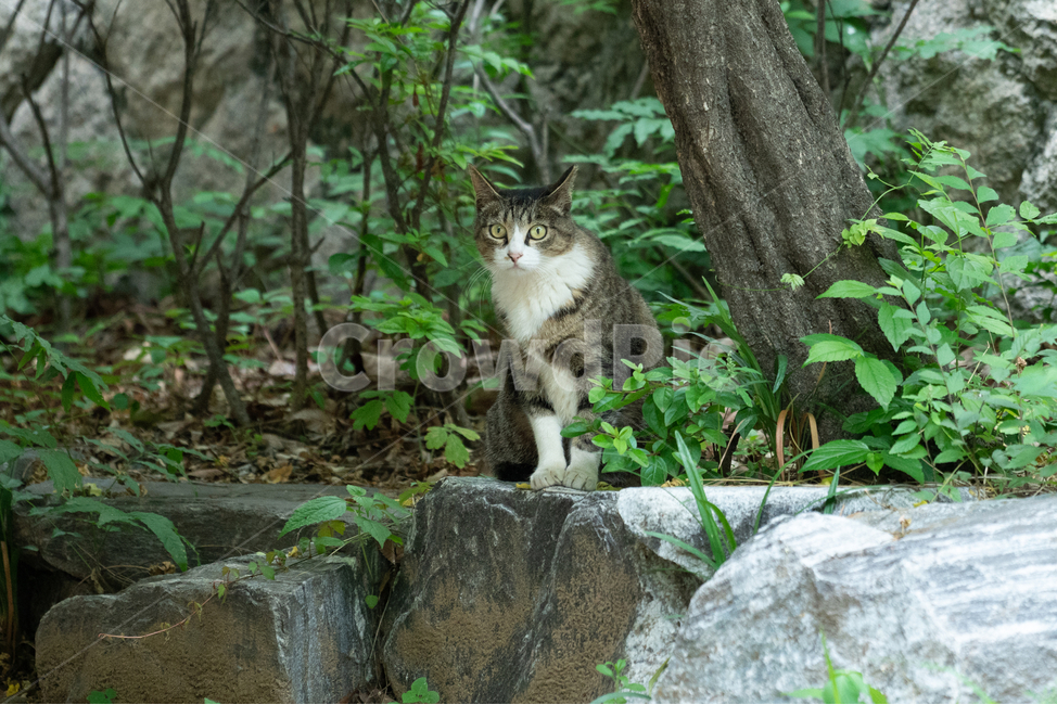 고양이,cat,길냥이,동물,야옹이,animal,동물,animal,포유류,mammal,고양이,cat,kitten,kitty