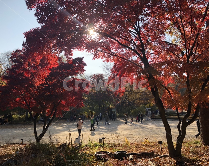 창경궁,가을,단풍,감성,단풍나무,식물,풍경