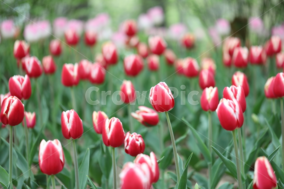 꽃,꽃밭,꽃길,봄날,튤립,봄,공원,자연,계절,풍경,색깔,flower,tulips,tulip,spring,field,park,season,landscape,colors,colorful,nature,봄,계절,spring,season,식물,자연,plants,nature,꽃,flower,plant,blossom